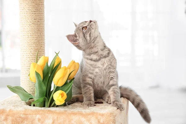 Симпатична кішка на точилці для кігтя — стокове фото