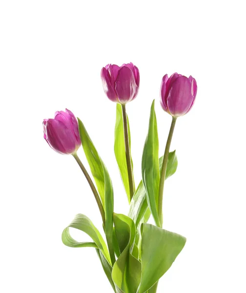 Schöne fliederfarbene Tulpen — Stockfoto