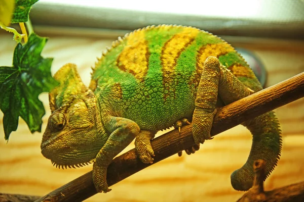 Kleurrijke kameleon in het terrarium — Stockfoto