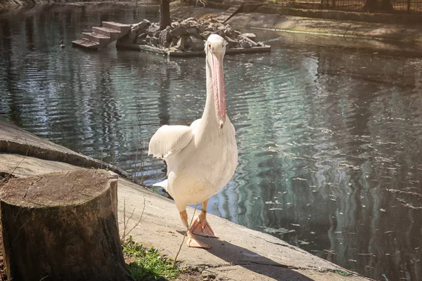 Pelikan hayvanat bahçesinde — Stok fotoğraf