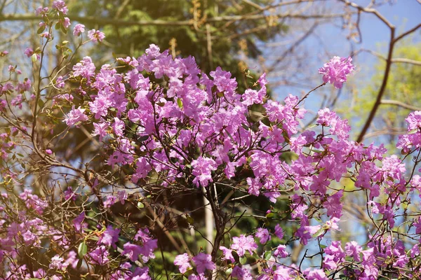 Blommande träd av oleander — Stockfoto