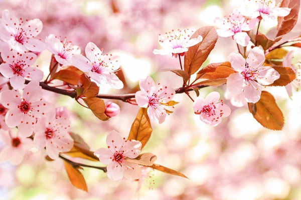 Blühender Frühlingsbaum — Stockfoto