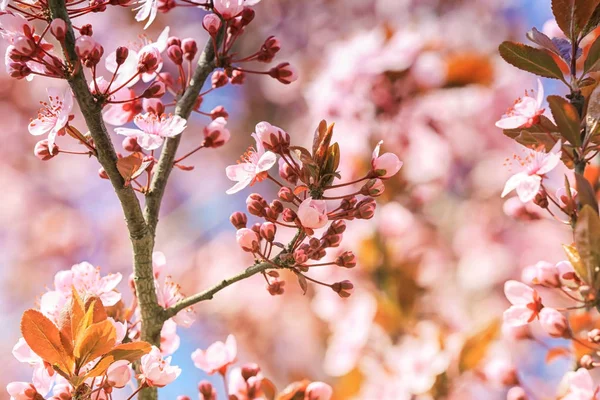 Bloeiende lente boom — Stockfoto
