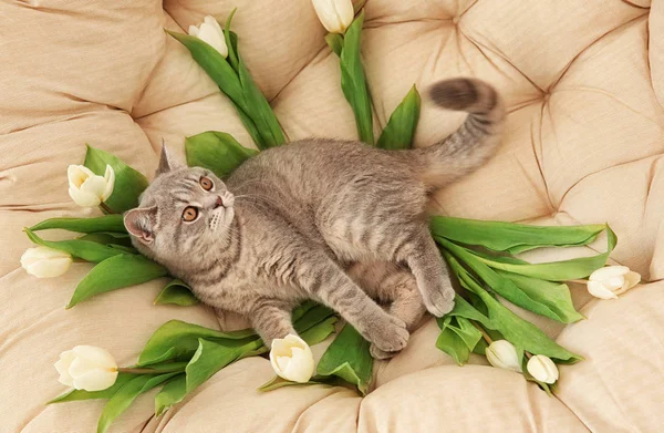 Ładny kot z białe tulipany — Zdjęcie stockowe