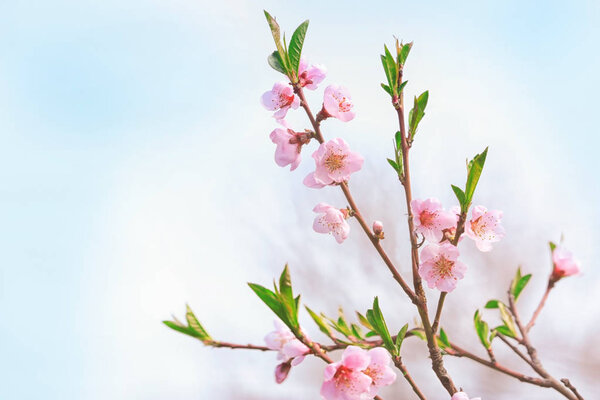 Blossoming spring branches