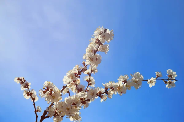 Rami di fiori di albicocca — Foto Stock
