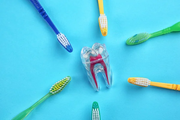 Toothbrushes and plastic tooth mockup — Stock Photo, Image