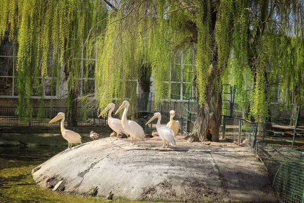 Pelikany w ogród zoologiczny — Zdjęcie stockowe