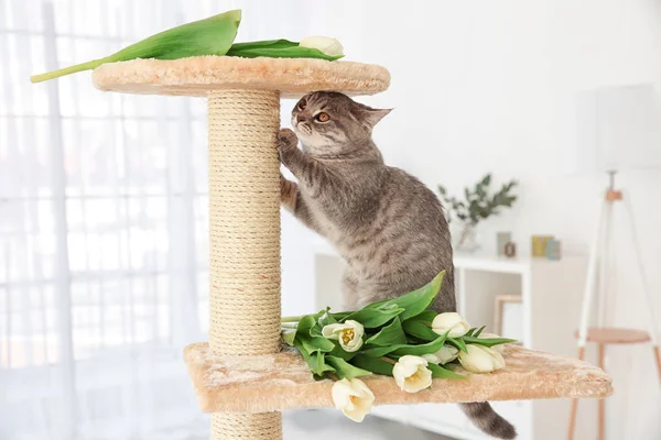 Χαριτωμένο γάτα στο νύχι ξύστρα — Φωτογραφία Αρχείου