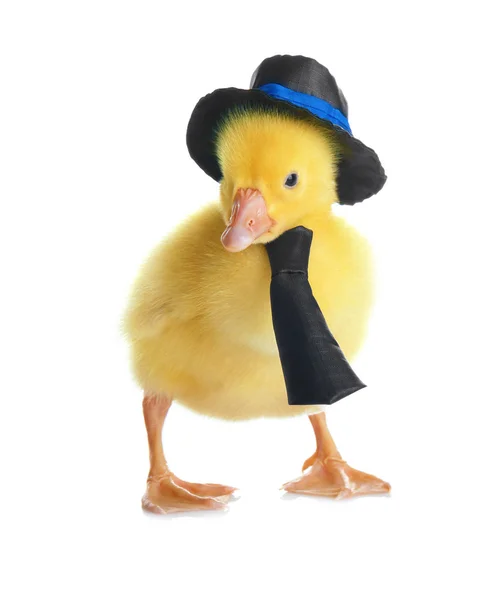 Cute funny gosling — Stock Photo, Image