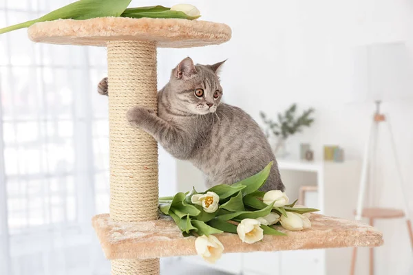 Cute cat on claw sharpener — Stock Photo, Image