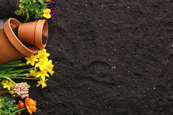 Rostliny a květináče na půdě — Stock fotografie