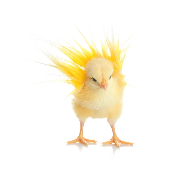 Cute funny chicken — Stock Photo, Image