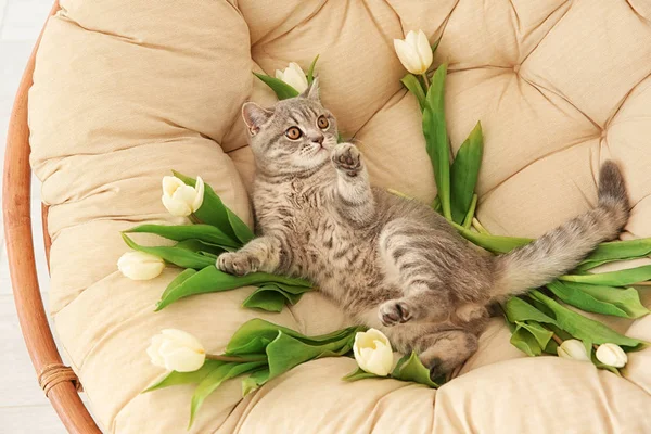Niedliche Katze mit weißen Tulpen — Stockfoto