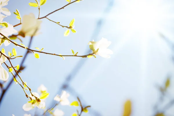 Rami di alberi in fiore — Foto Stock
