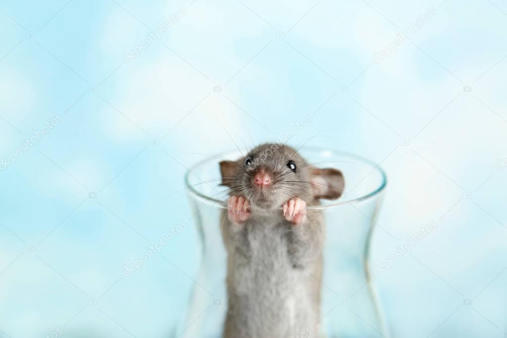 Cute funny rat 