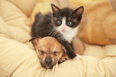 Sevimli küçük yavru kedi ve köpek yavrusu
