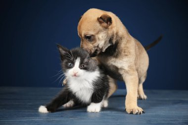 Şirin yavru kedi ve köpek yavrusu 