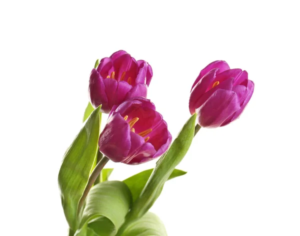 Piękne tulipany liliowy — Zdjęcie stockowe