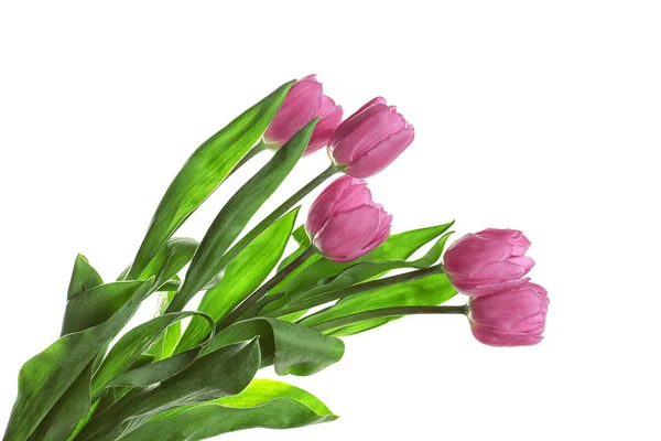 Mooi boeket van lila tulpen — Stockfoto