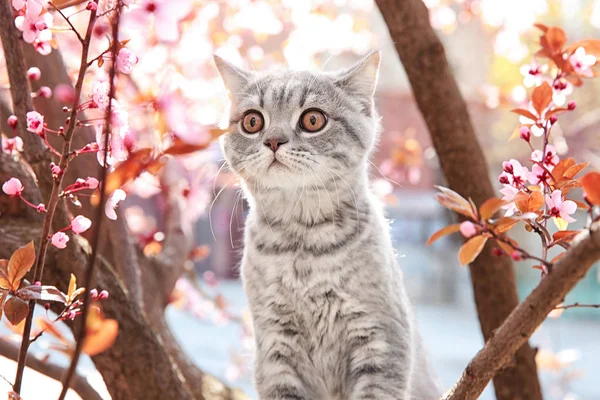 Söt katt på blommande träd — Stockfoto