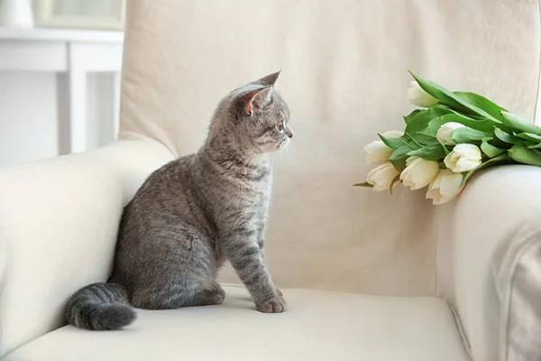 Cute cat sitting in armchair — Stock Photo, Image