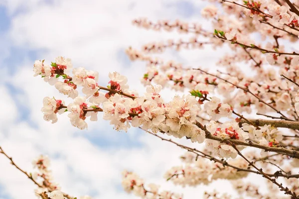 Takken van bloeiende boom — Stockfoto