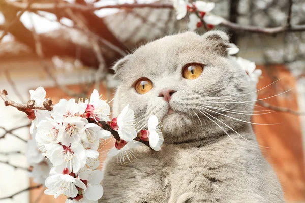 開花枝とかわいい猫 — ストック写真