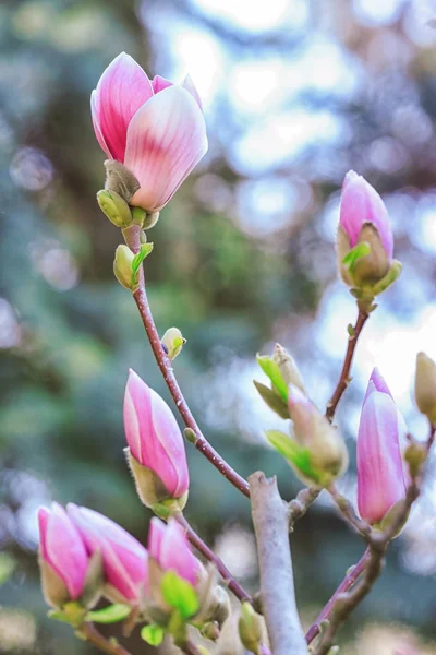 Rama del árbol floreciente — Foto de Stock