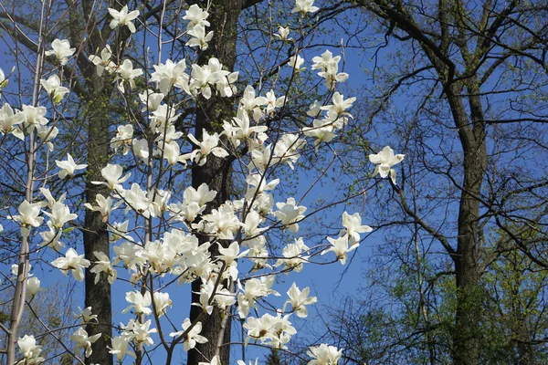 Alberi fioriti di magnolia — Foto Stock