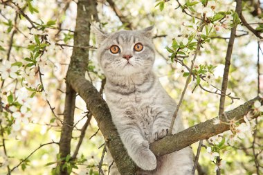 Şu yeni gelişen ağaç üzerinde şirin kedi 