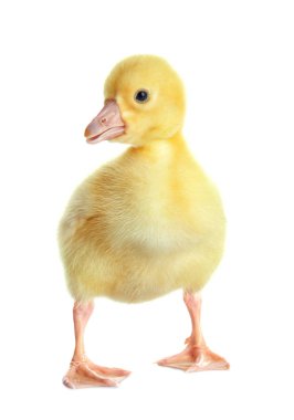 Şirin komik gosling  