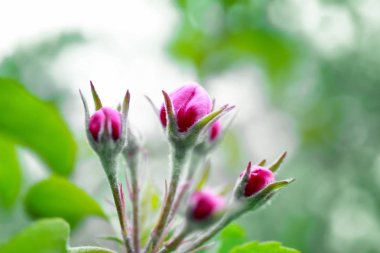 Ağaç çiçek tomurcukları Şubesi 