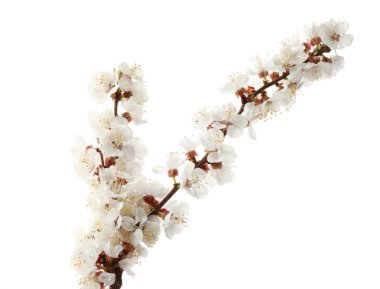 Beyaz çiçek dallarda 