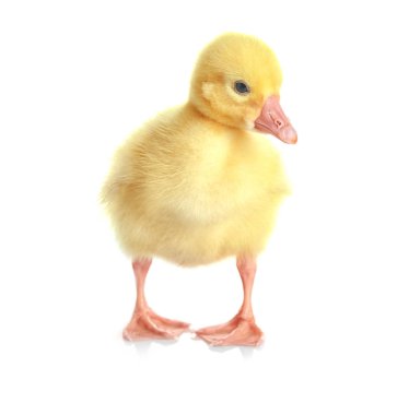 Şirin komik gosling