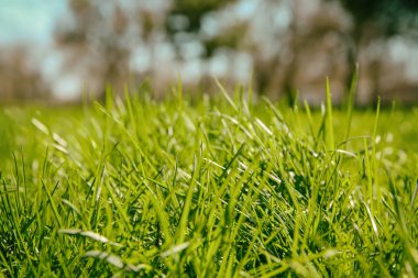 Taze yeşil çimenler