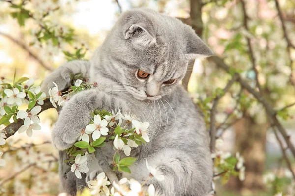 Cute cat on blossoming tree — Stock Photo, Image