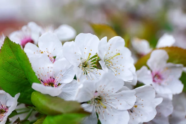 花が咲くと木の枝 — ストック写真