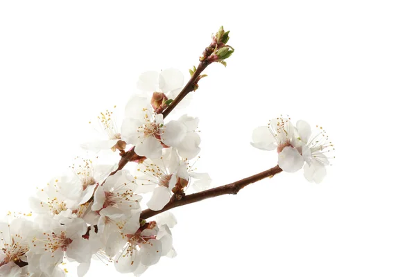 Blossoming branches on white — Stock Photo, Image