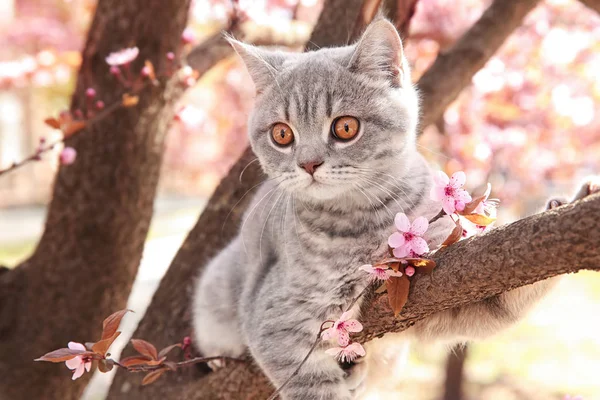 Cute cat on blossoming tree — Stock Photo, Image