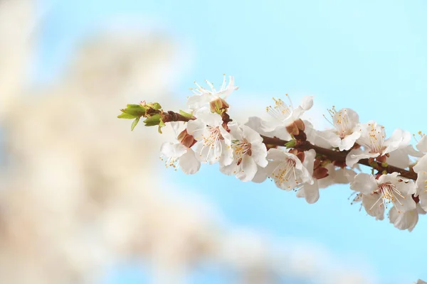 Ramo dell'albero in fiore — Foto Stock