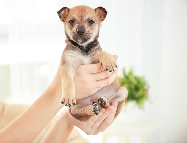 Şirin köpek. — Stok fotoğraf