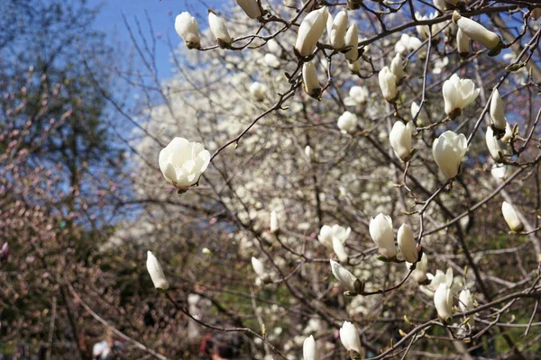 Blühende Magnolienzweige — Stockfoto