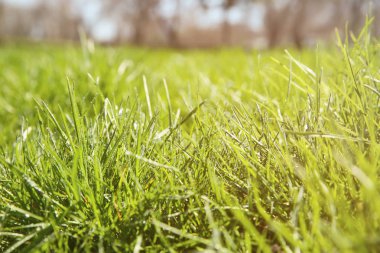 Taze yeşil çimenler