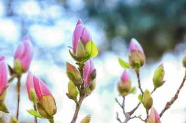 çiçeklenme tree Şubesi