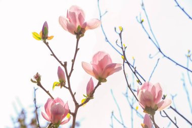 çiçeklenme tree Şubesi