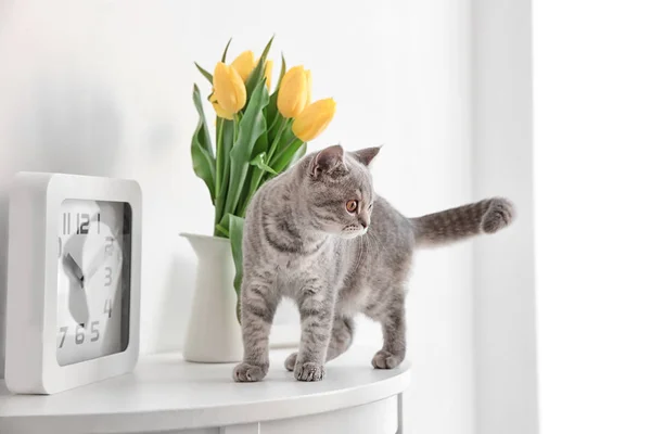 Симпатичная кошка и кувшин с цветами — стоковое фото