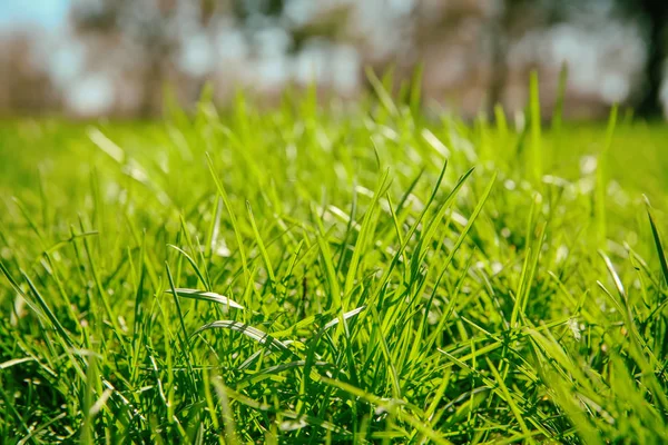 Vers groen gras — Stockfoto