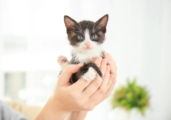 Cute little kitten — Stock Photo, Image