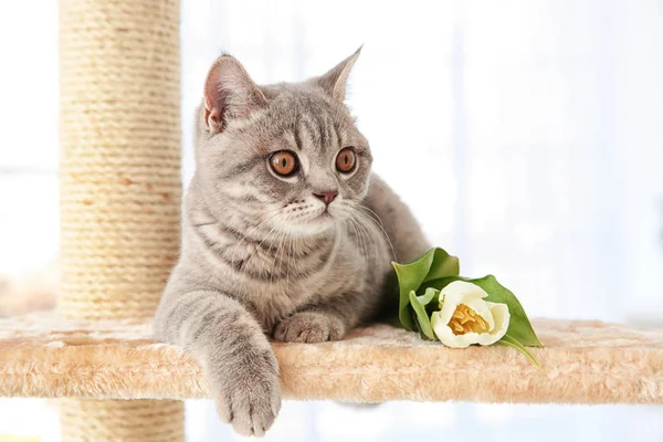 Cute cat on claw sharpener — Stock Photo, Image